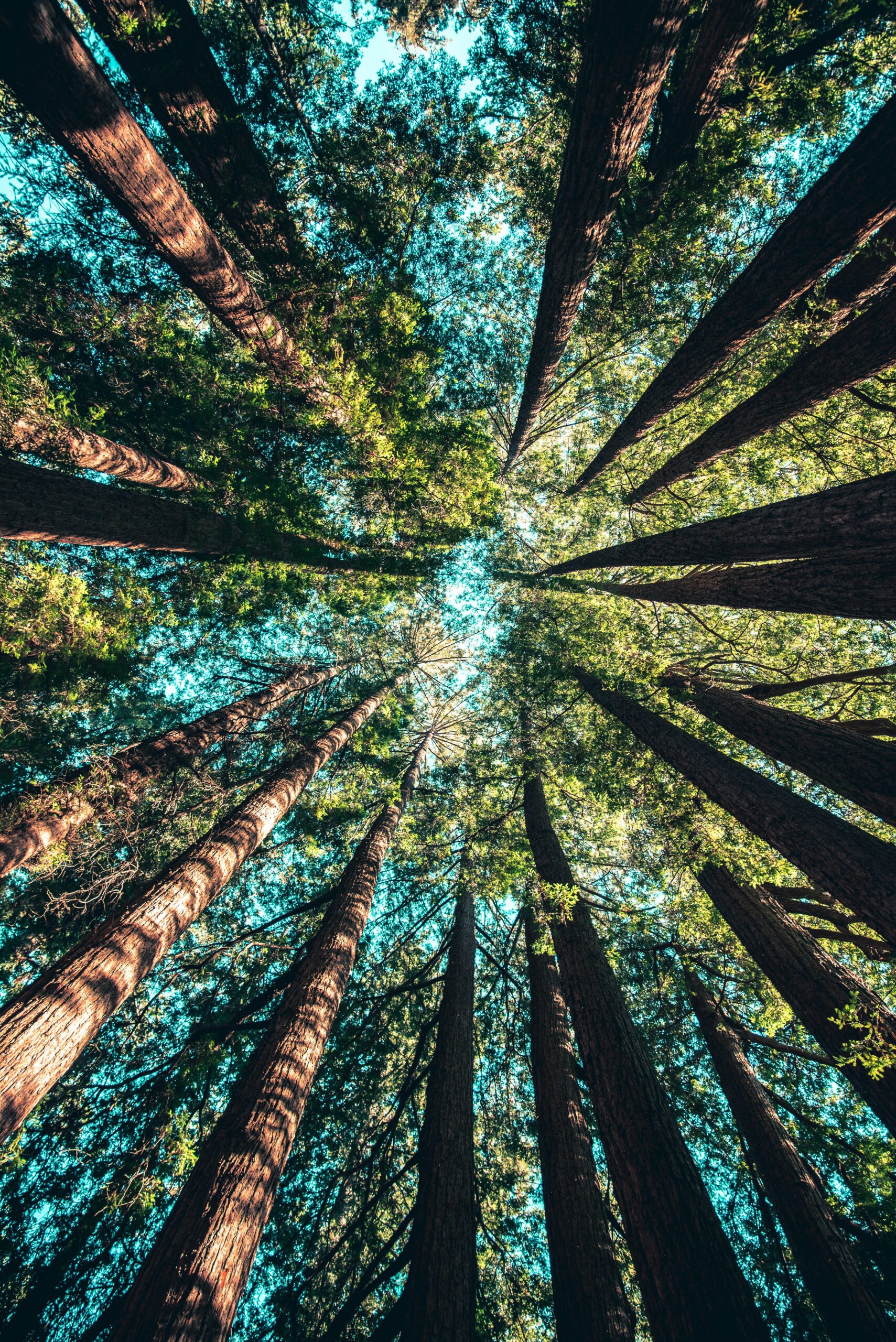 Point de vue des arbres dans une forêt en regardant vers le ciel.